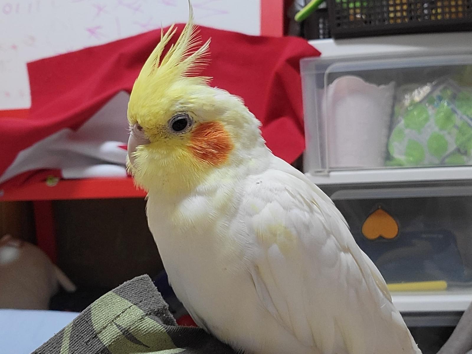 あきちゃん あきちゃん