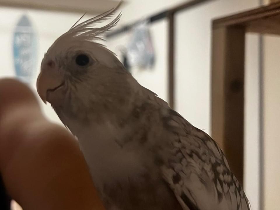 エリザベスちゃん エリザベスちゃん