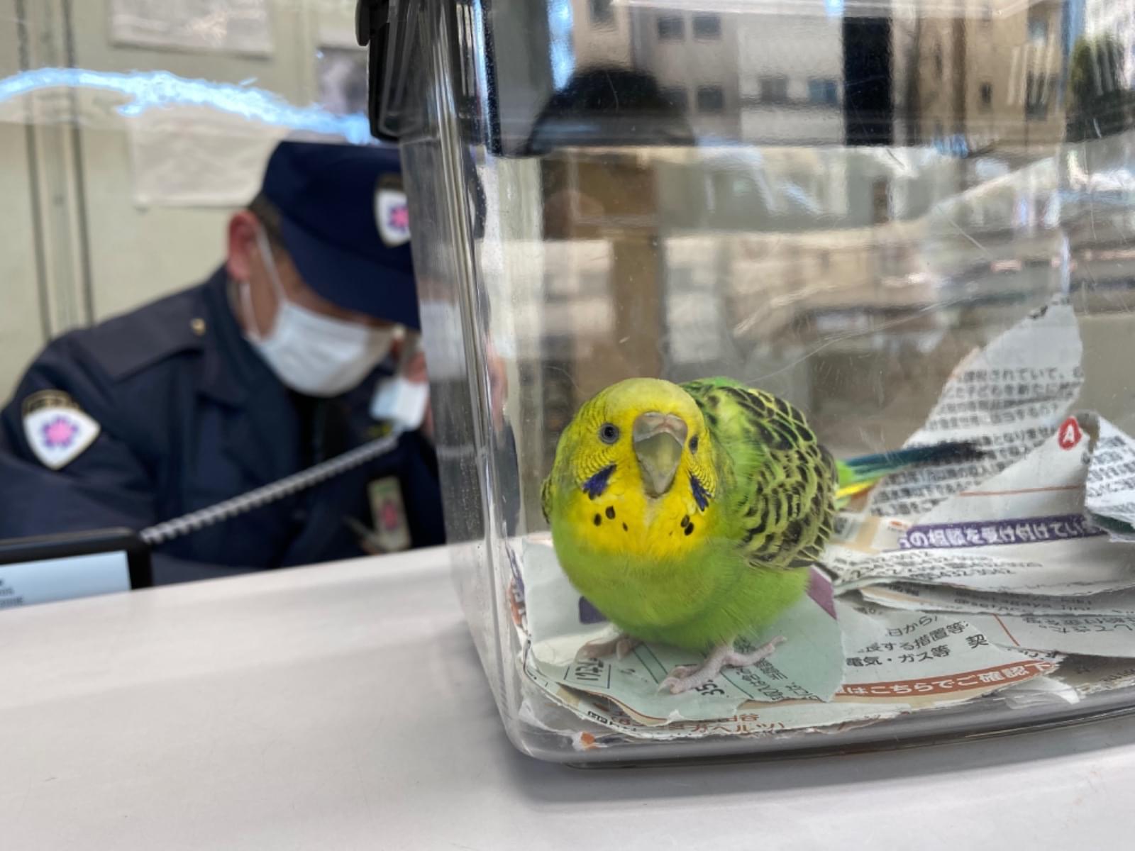 保護された鳥 保護された鳥