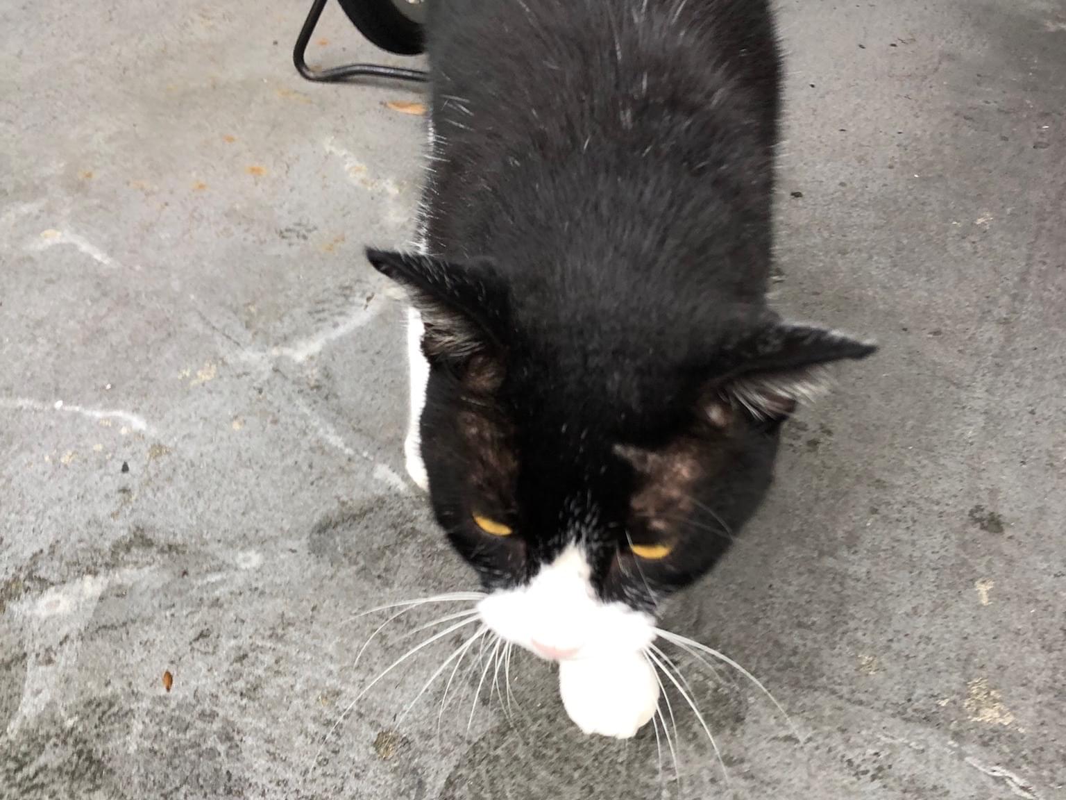保護された猫 保護された猫