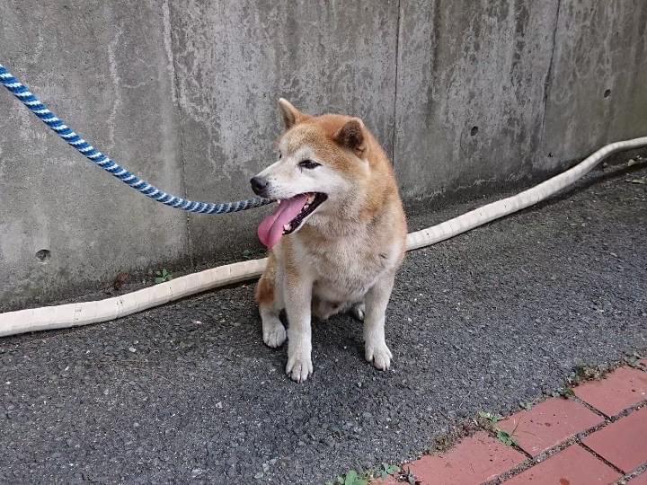 ことらちゃん ことらちゃん