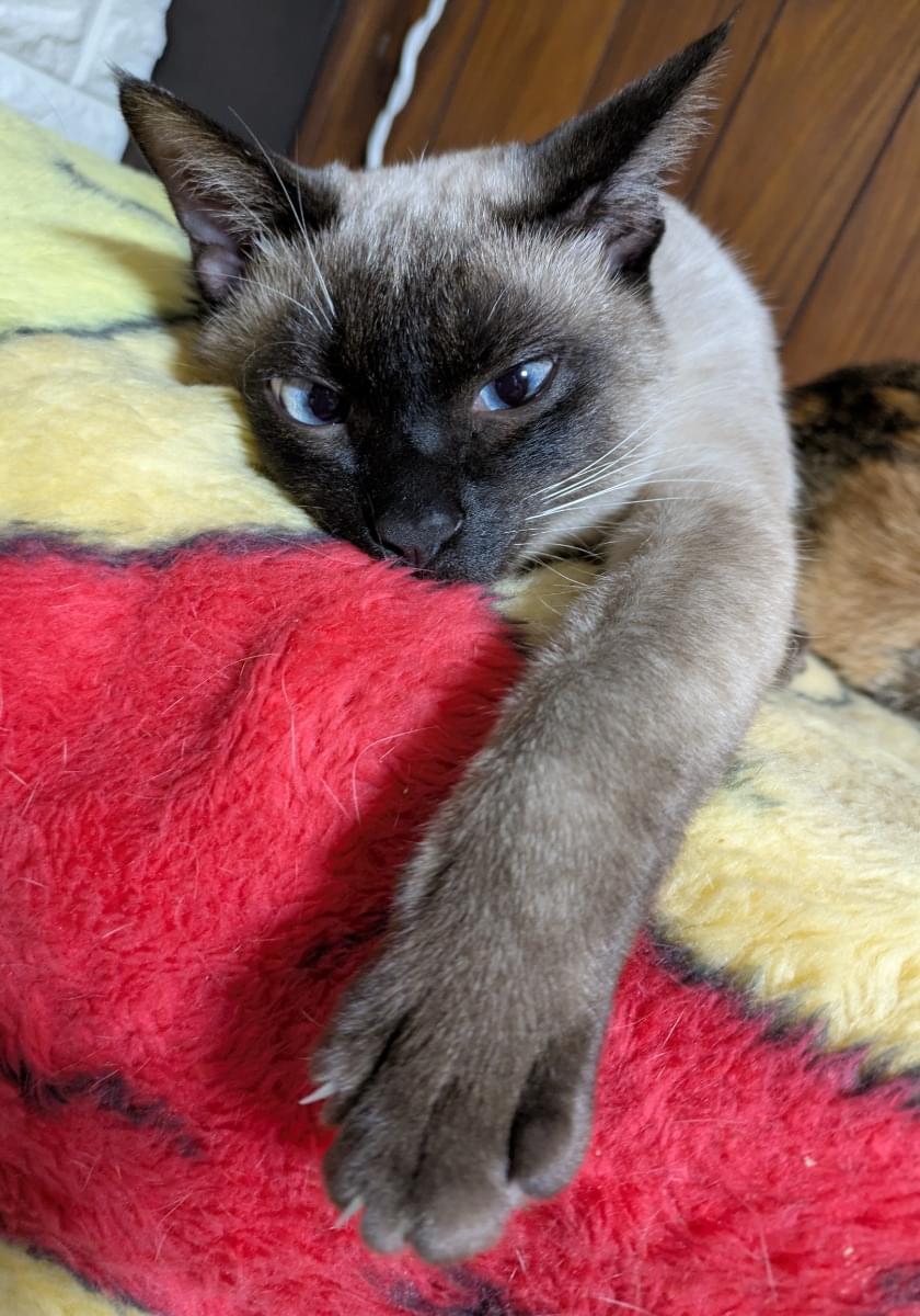 お値下げしました。シャム猫 4461 マスコットシャム猫 座：おもちゃ：百町森