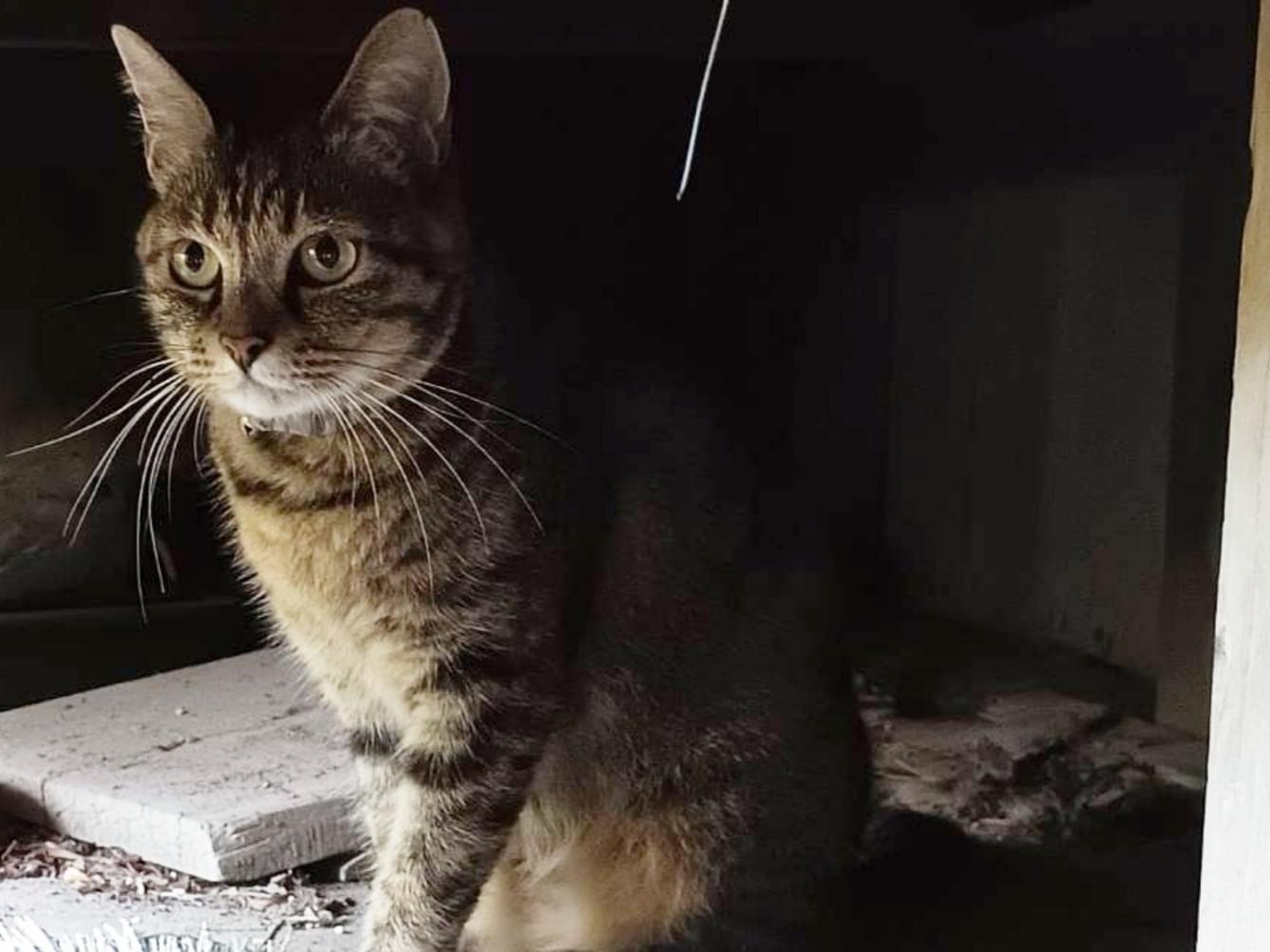 目撃された猫 目撃された猫