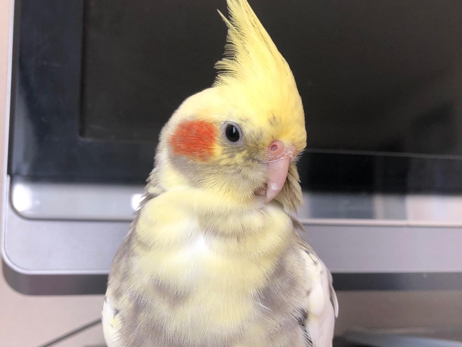 はるちゃん はるちゃん