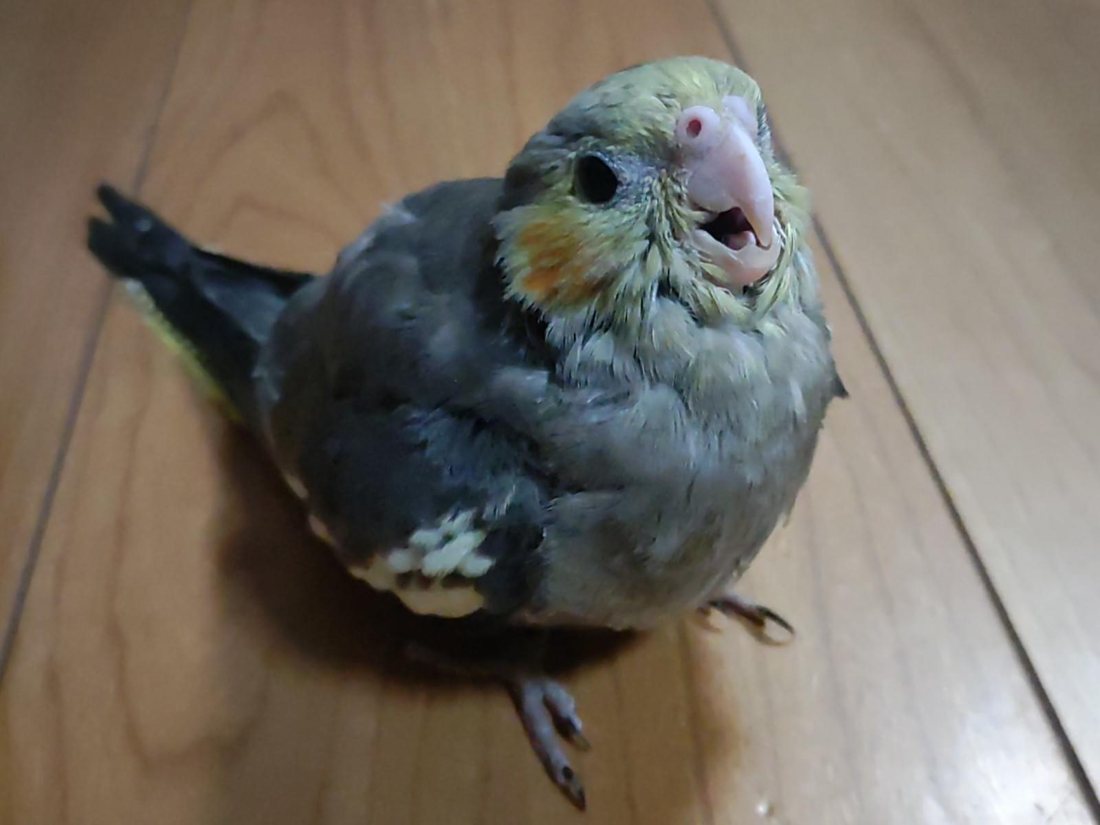 ちょこちゃん ちょこちゃん