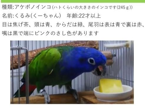 くるみちゃん くるみちゃん
