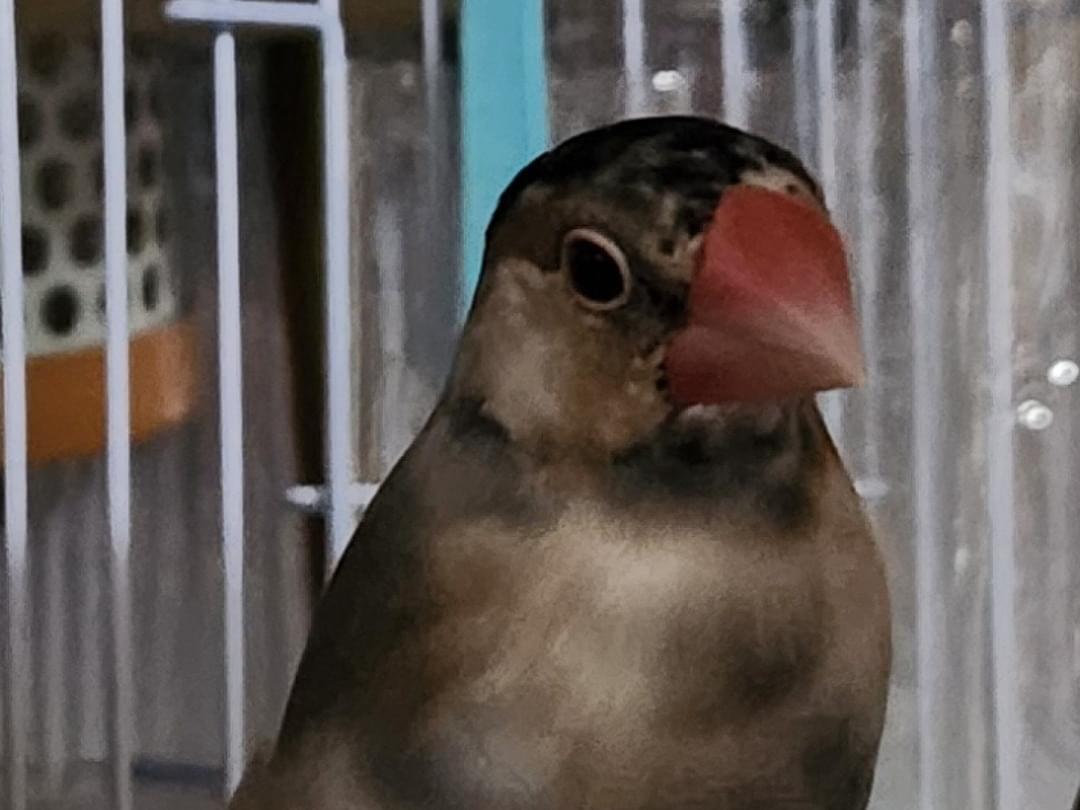 ロンちゃん ロンちゃん