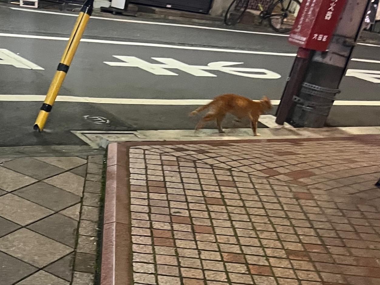 目撃された猫 目撃された猫