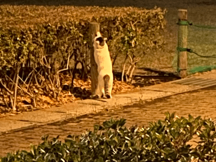 目撃された猫 目撃された猫