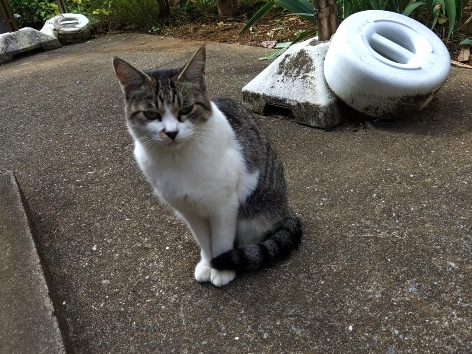 目撃された猫 目撃された猫