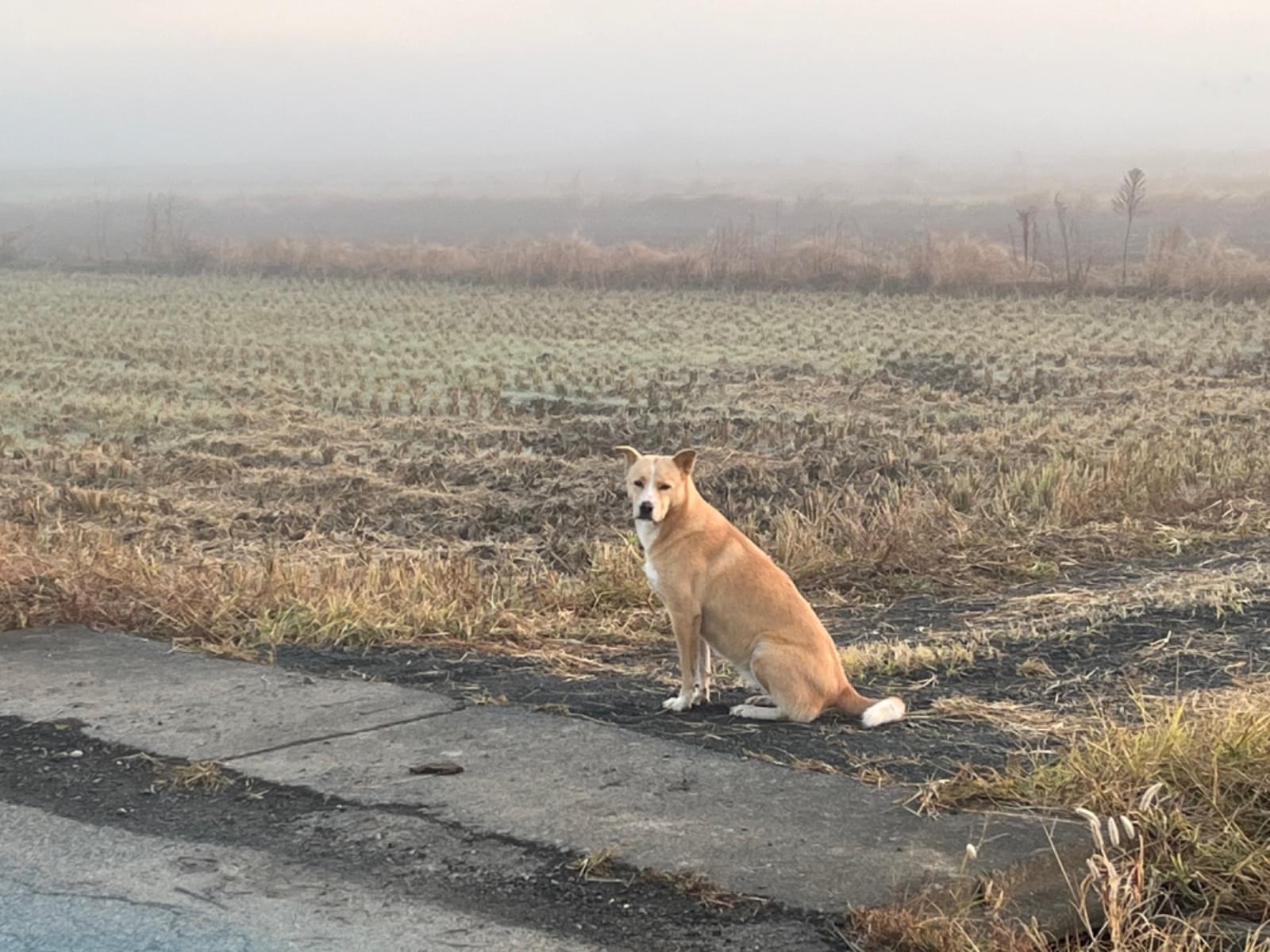 目撃された犬 目撃された犬