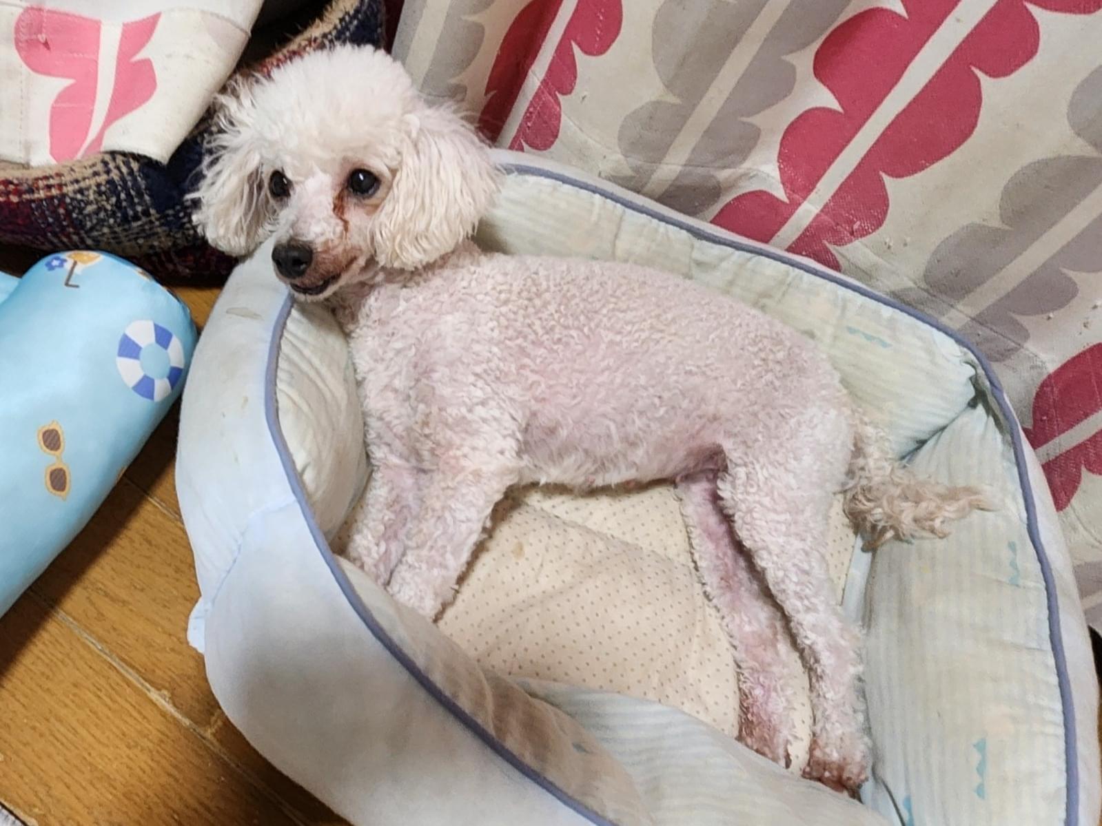 保護された犬 保護された犬