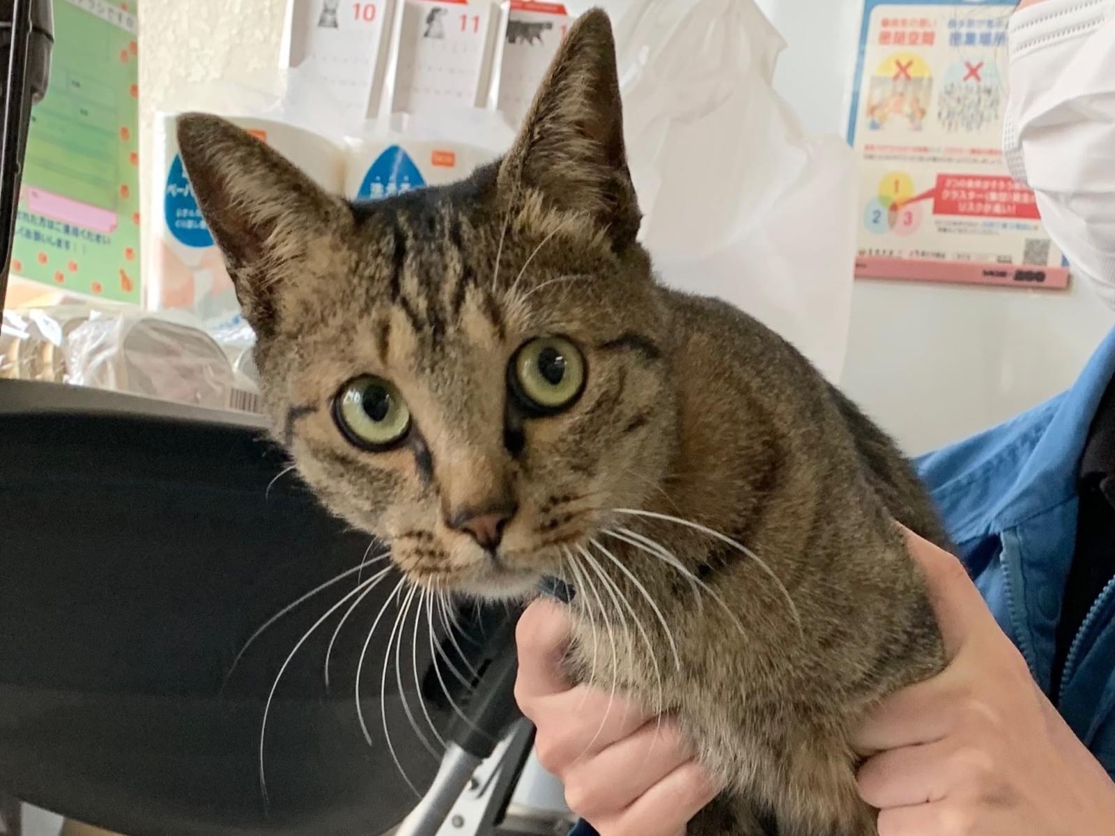 保護された猫 保護された猫