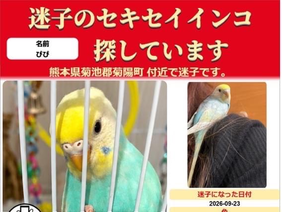 ぴぴちゃん ぴぴちゃん