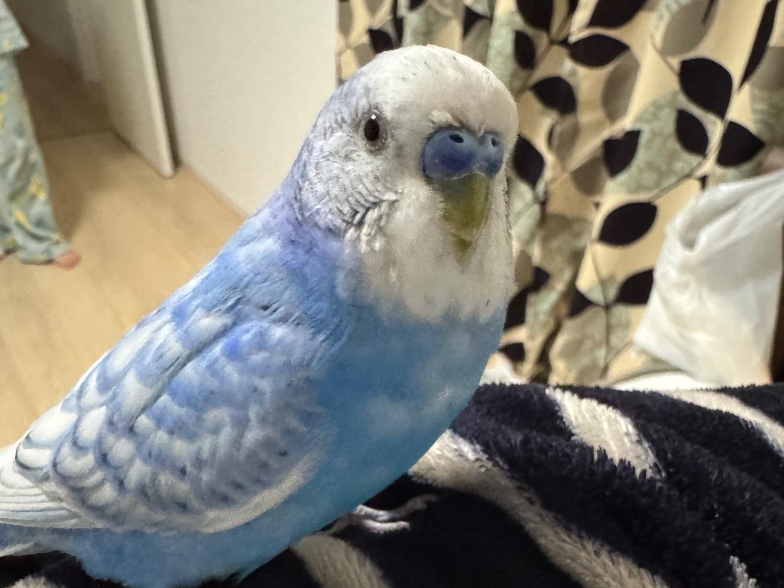 ノアちゃん ノアちゃん