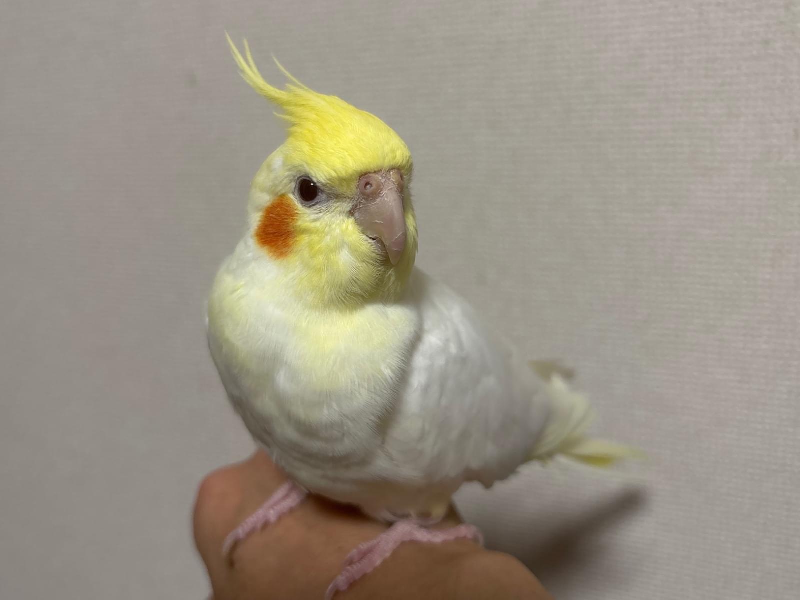 保護された鳥 保護された鳥