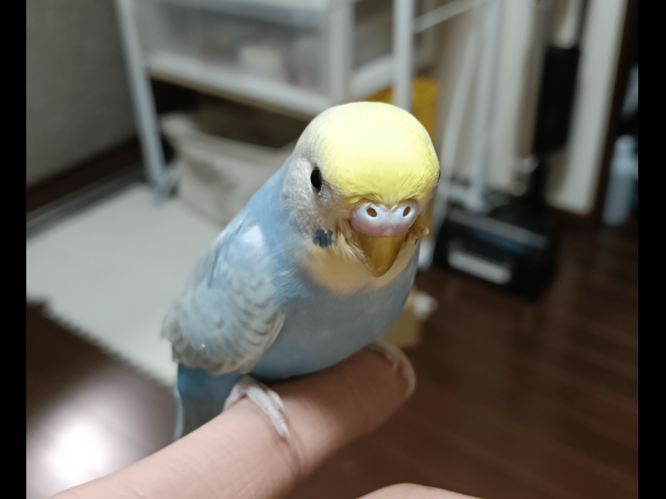 ぱるちゃん ぱるちゃん