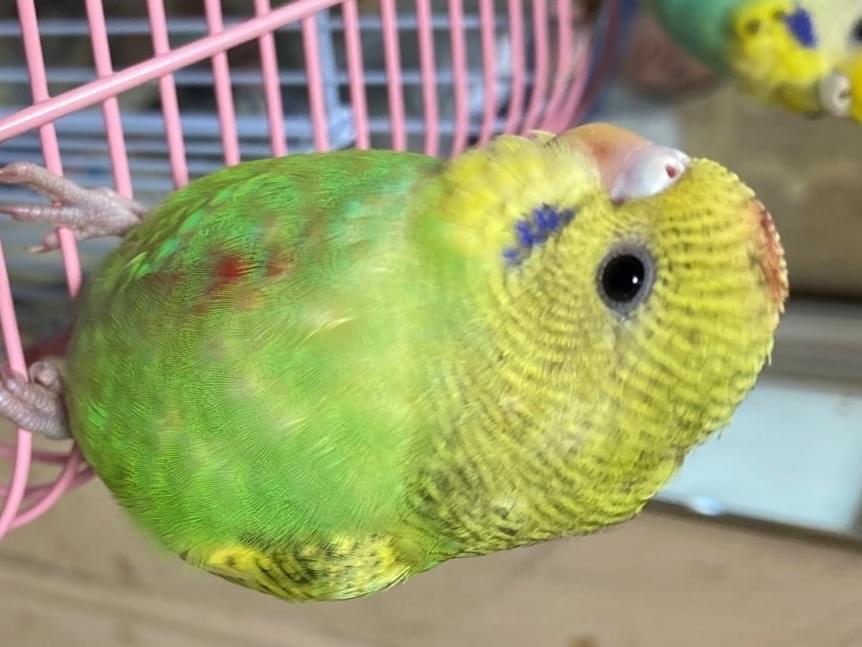 ハチちゃん ハチちゃん