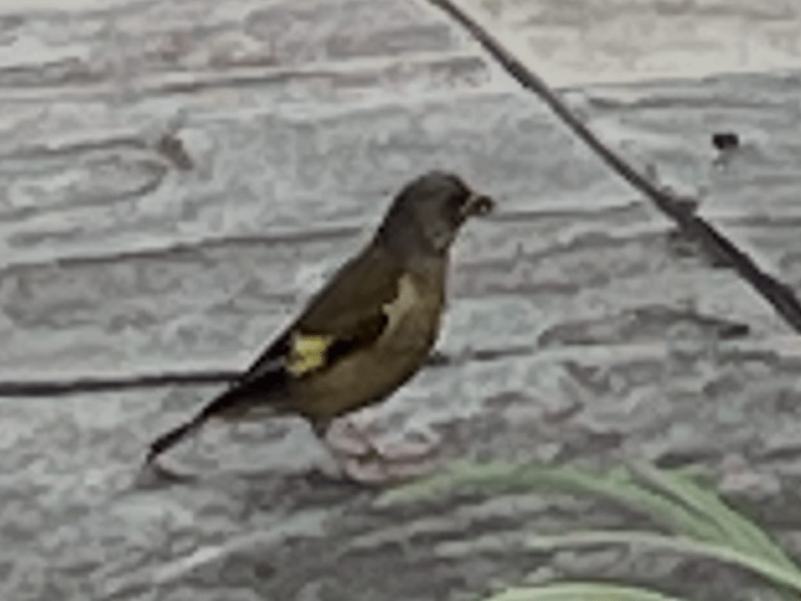 目撃された鳥