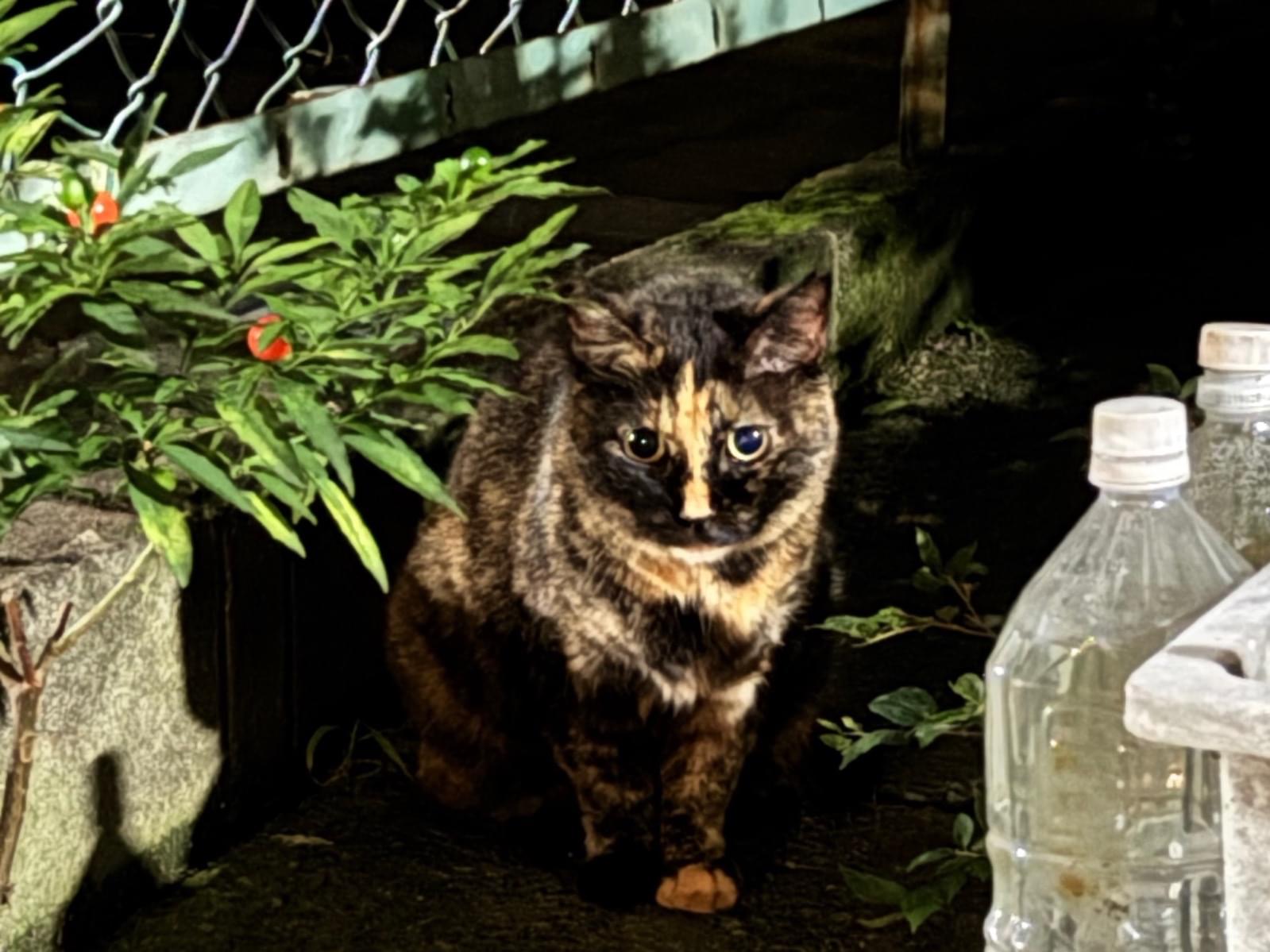 目撃された猫 目撃された猫