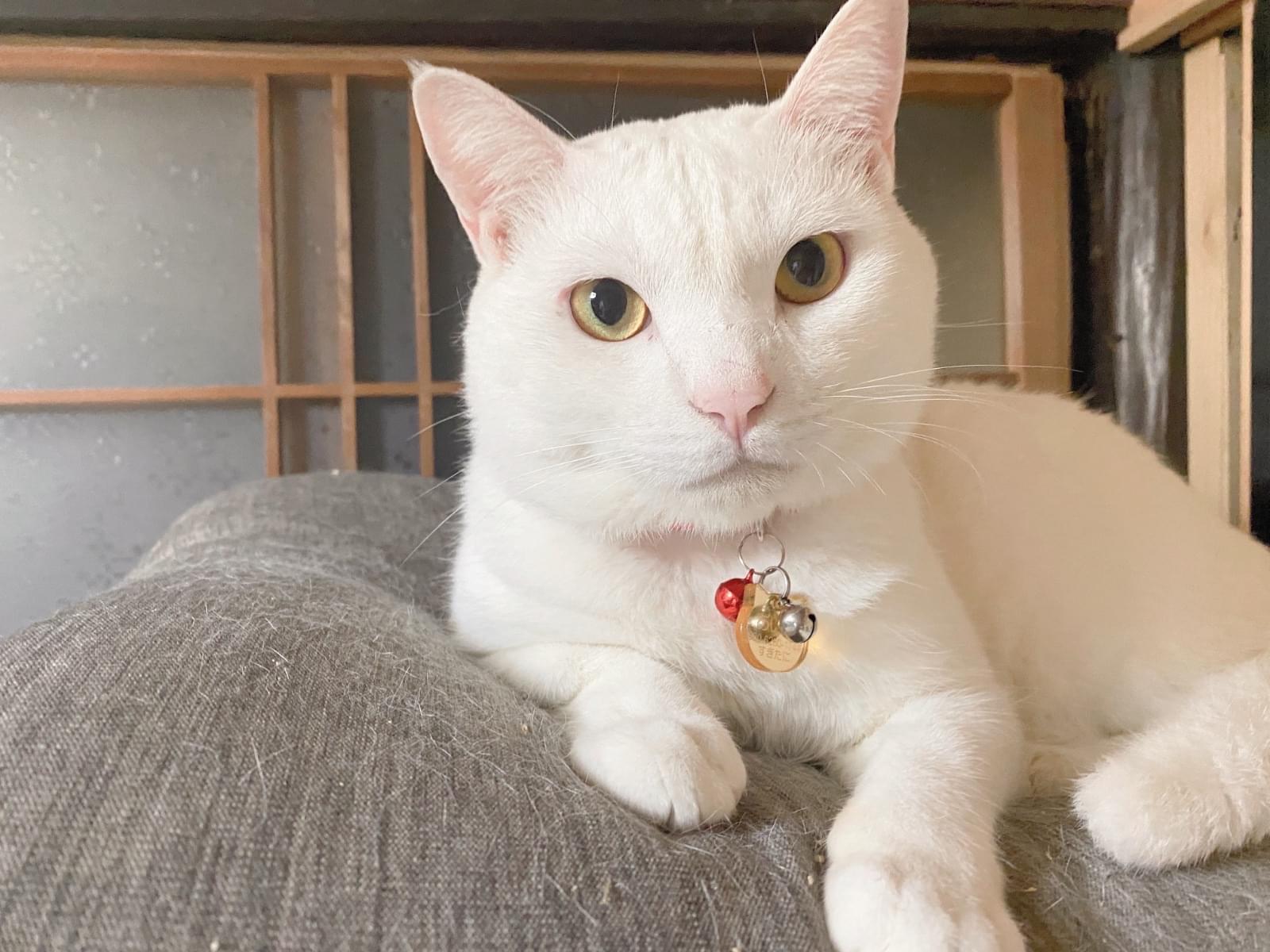 あいすちゃん あいすちゃん