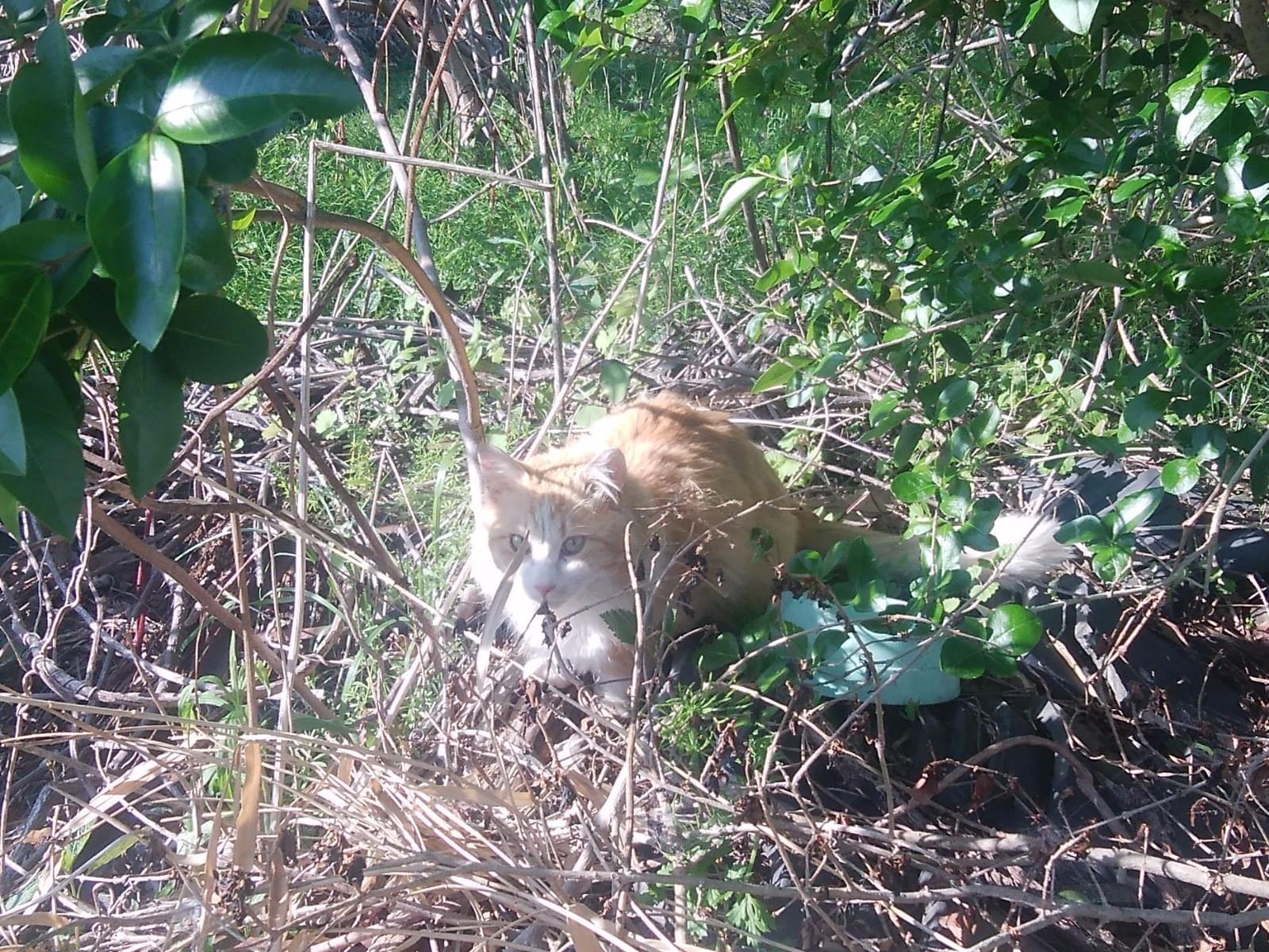 目撃された猫 目撃された猫