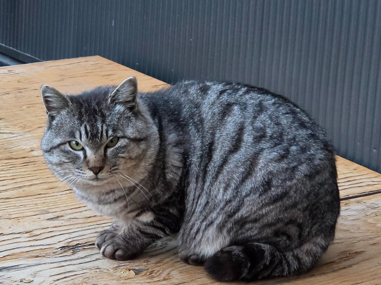 目撃された猫 目撃された猫