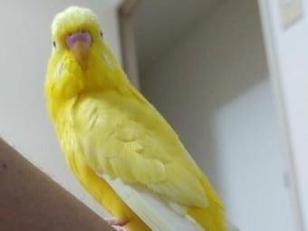 ぴーちゃん ぴーちゃん