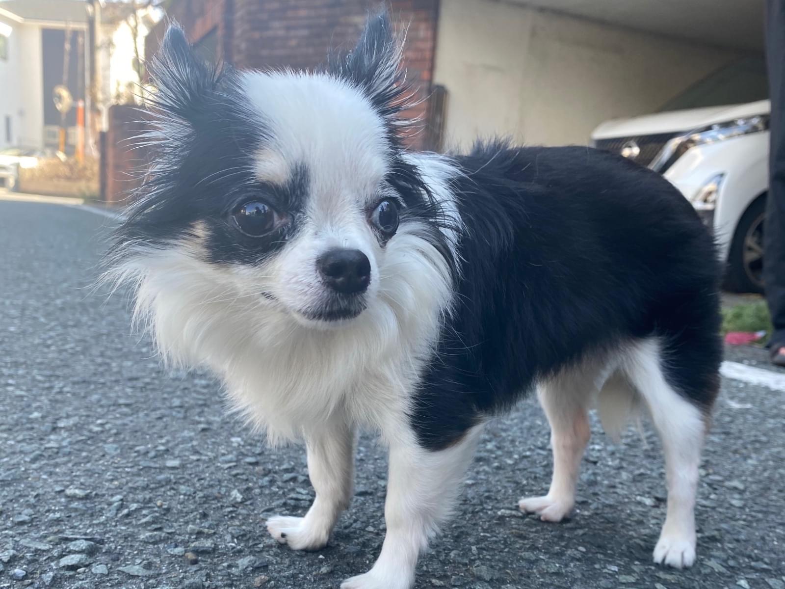 保護された犬 保護された犬