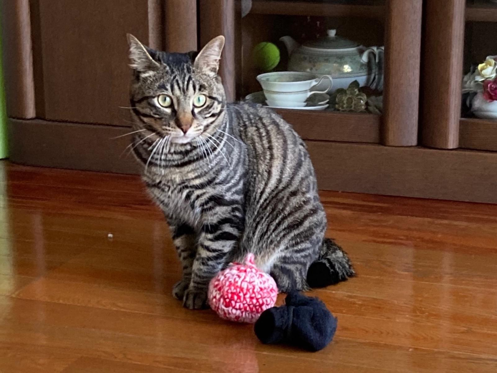 トラちゃん トラちゃん