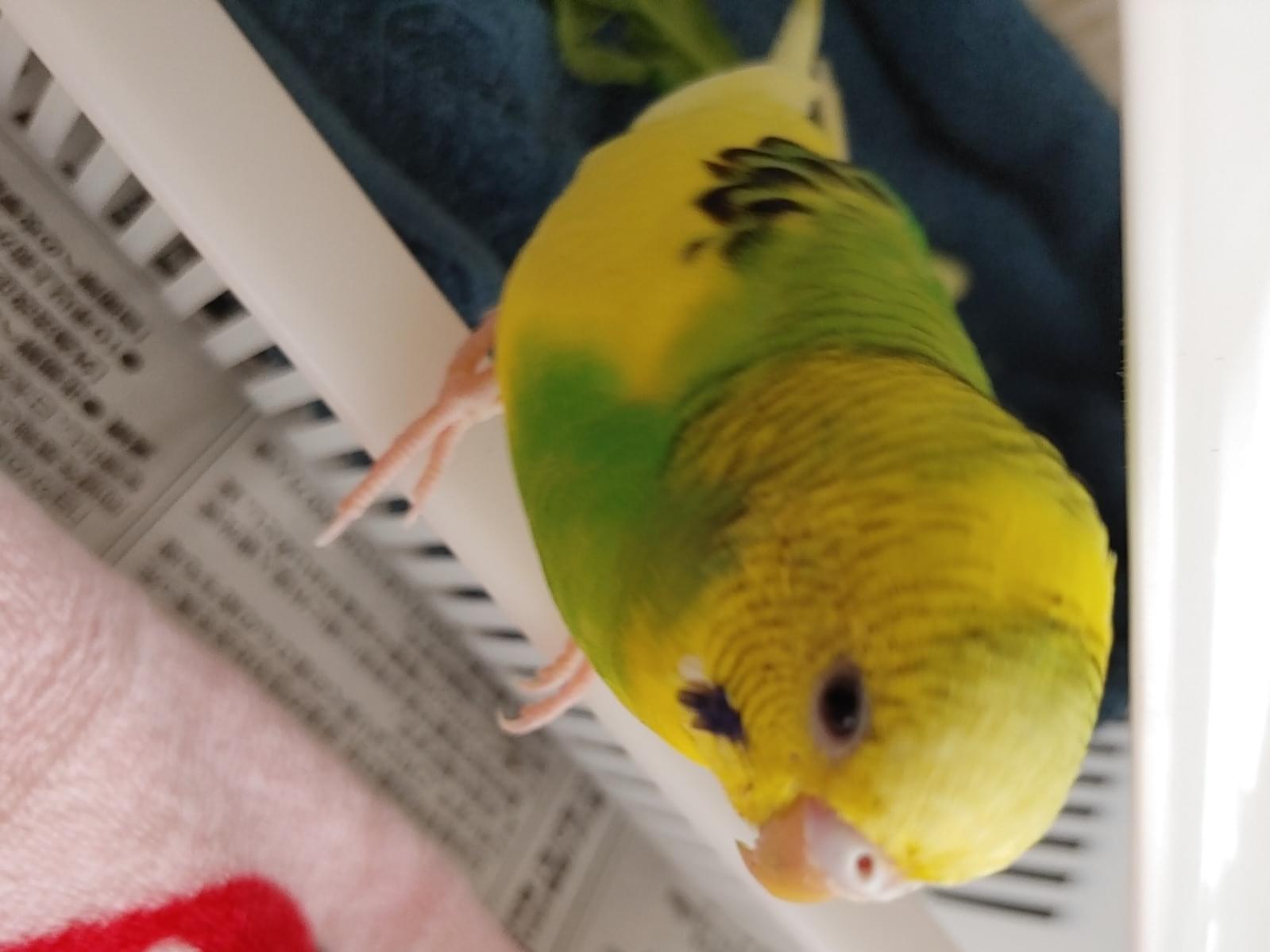 保護された鳥 保護された鳥