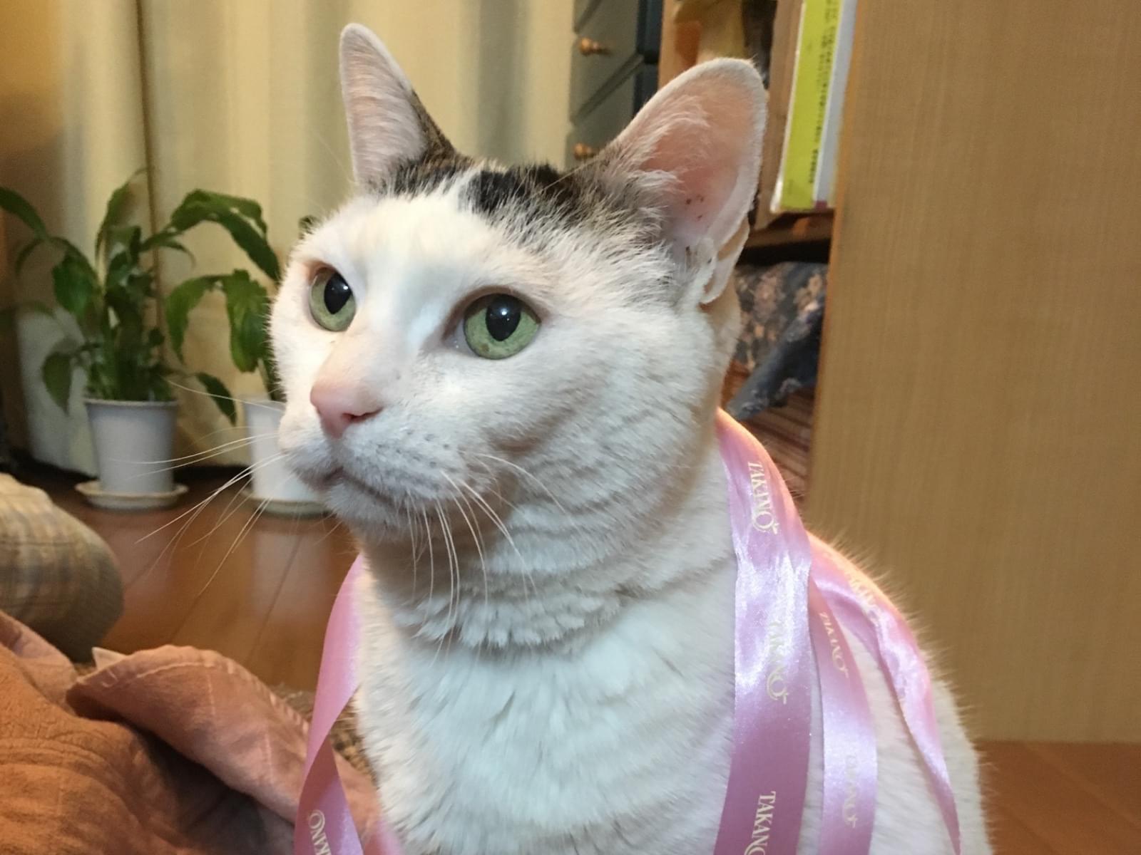 ゆずちゃん ゆずちゃん
