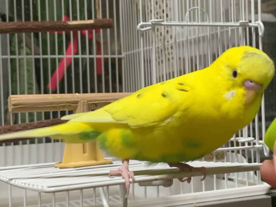 てんちゃん てんちゃん
