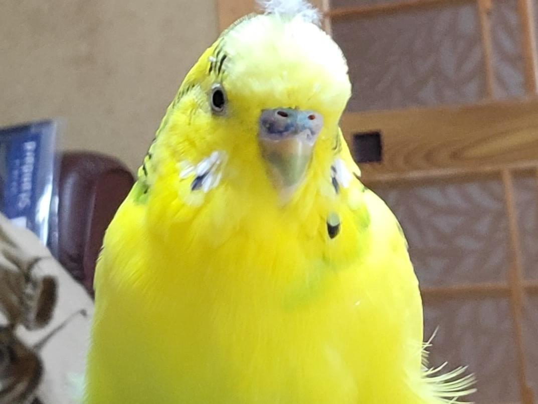 たろちゃん たろちゃん