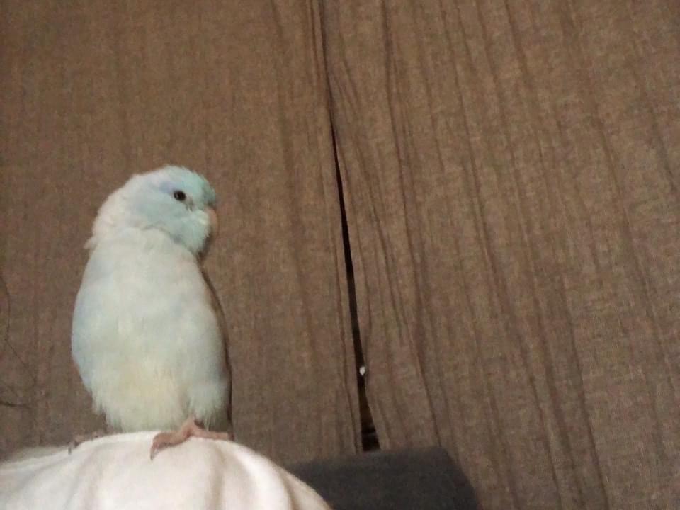 保護された鳥 保護された鳥