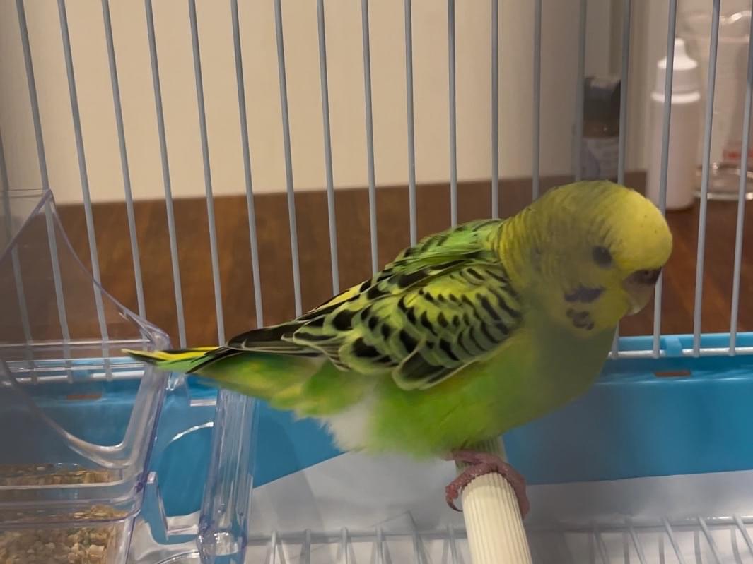 保護された鳥 保護された鳥
