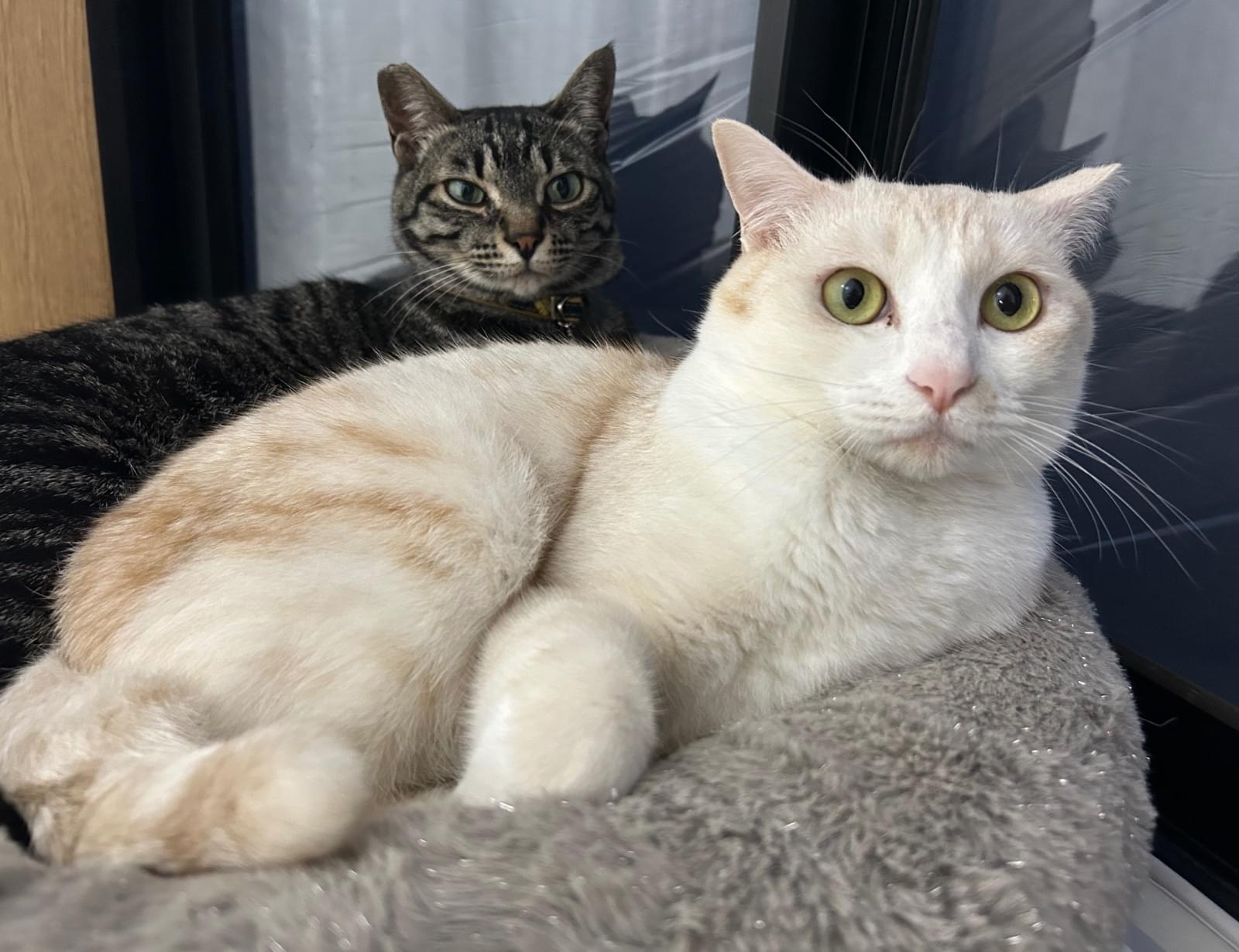 徳島市上八万町でクリーム色の猫を探しています