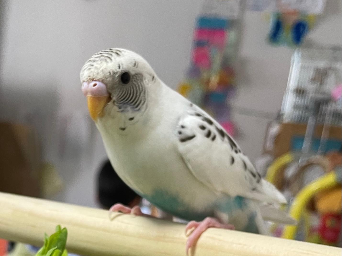 しろすけちゃん しろすけちゃん