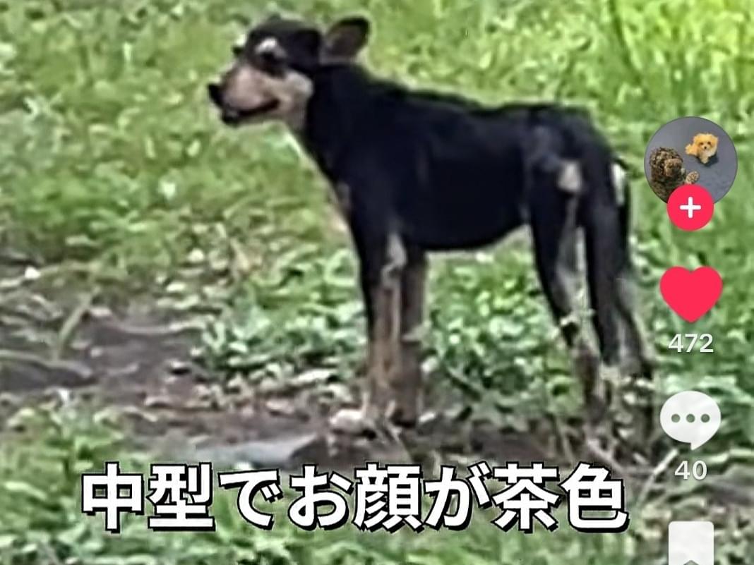目撃された犬 目撃された犬
