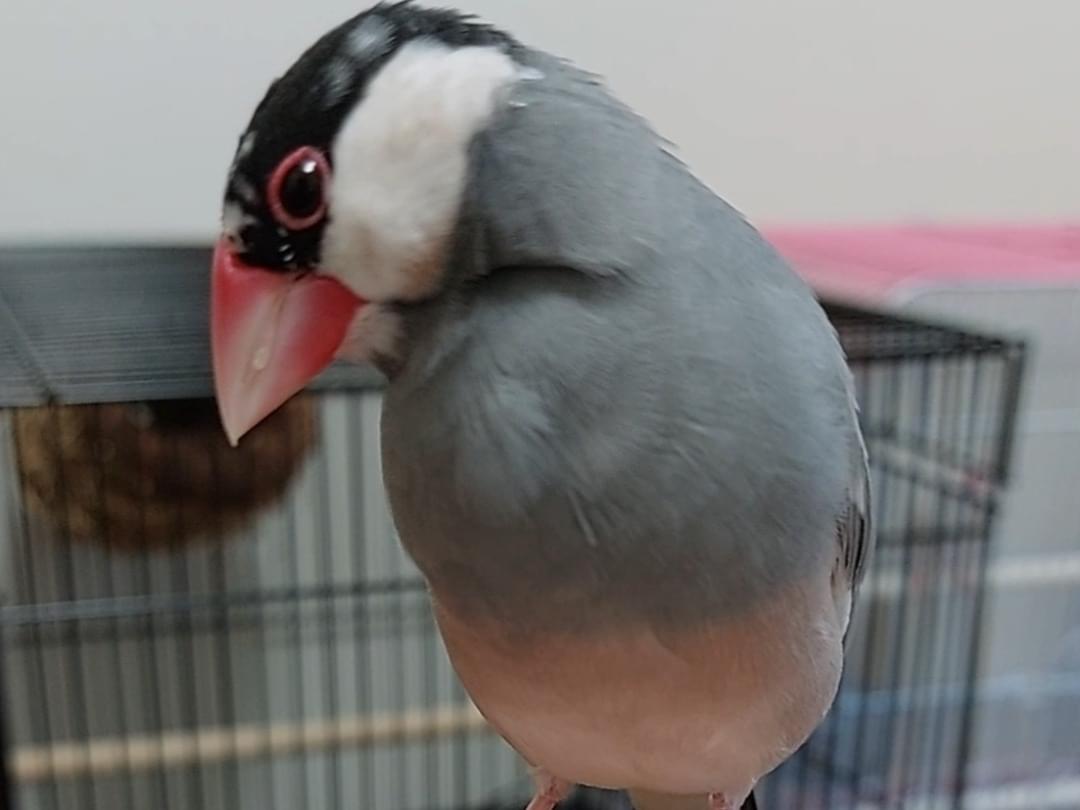 ぶんちゃん ぶんちゃん