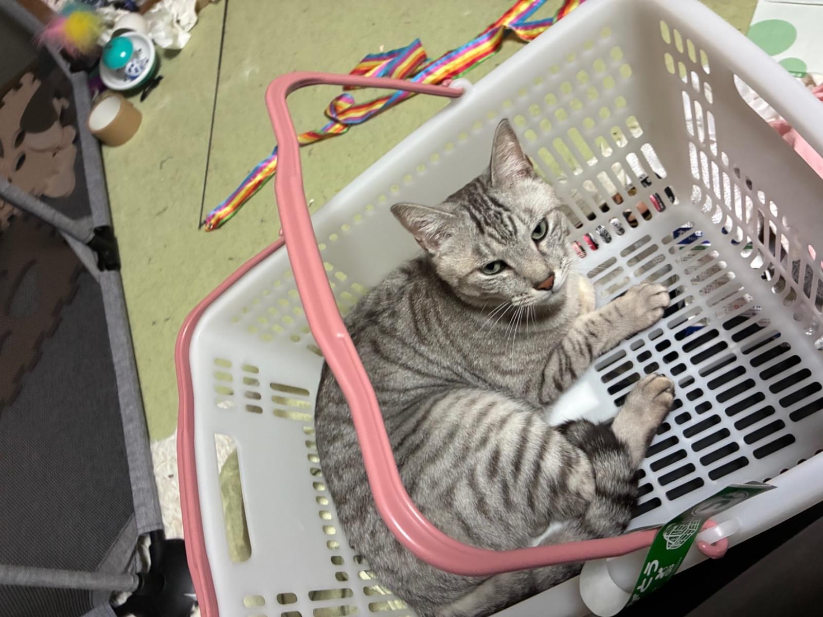 とらおちゃん