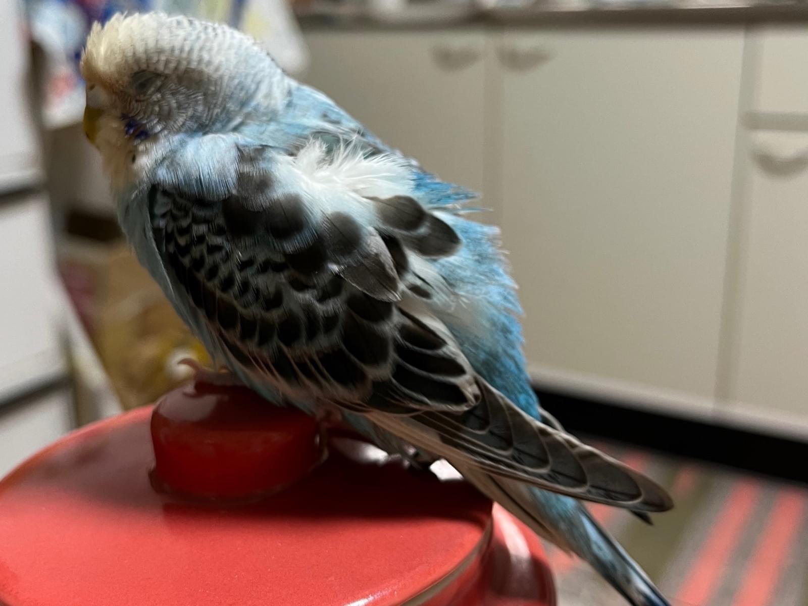 新之助ちゃん 新之助ちゃん