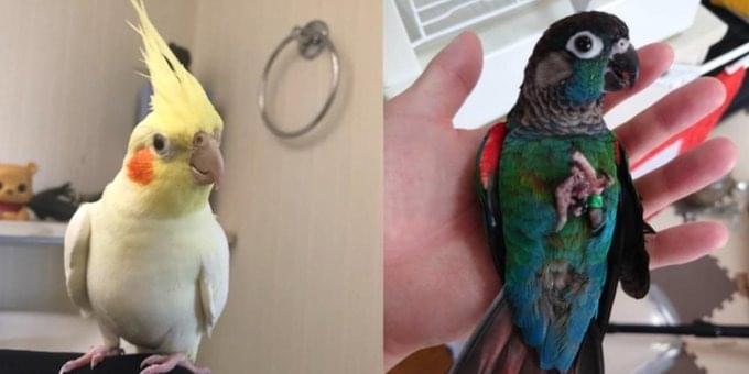黄色でほっぺが赤いオカメインコを探してます