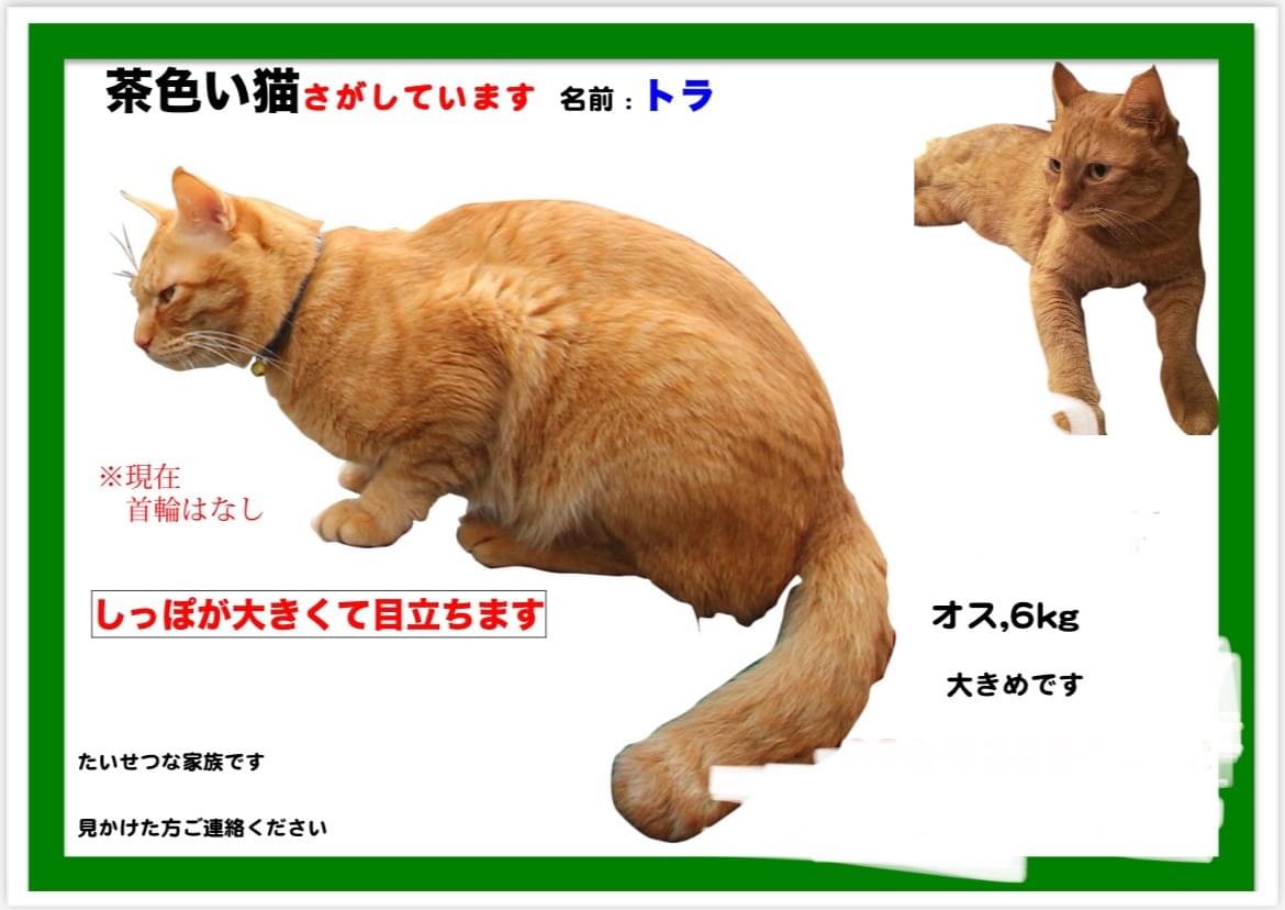 しっぽが太くて長くてまっすぐな茶色猫探しています
