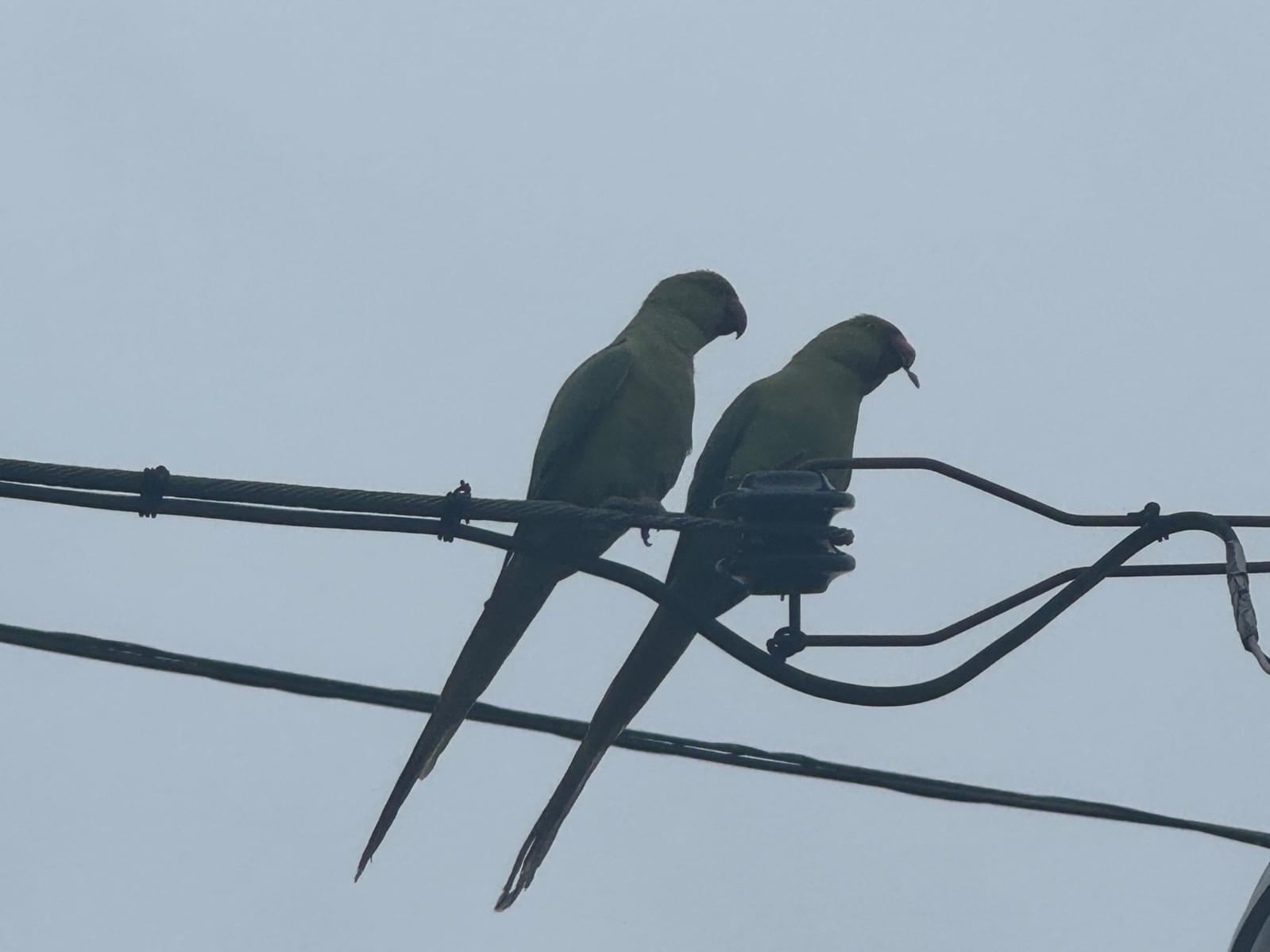 目撃された鳥