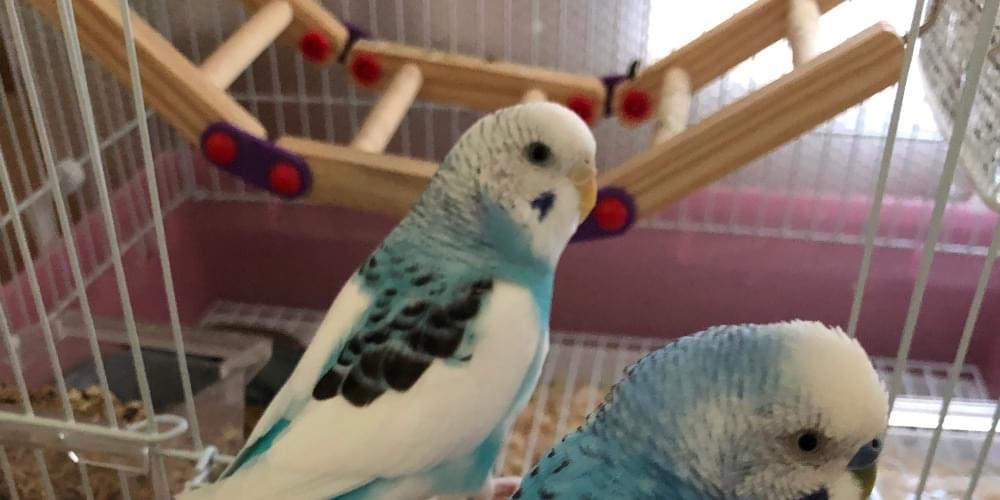 セキセイインコ 夏ちゃんを探しています。