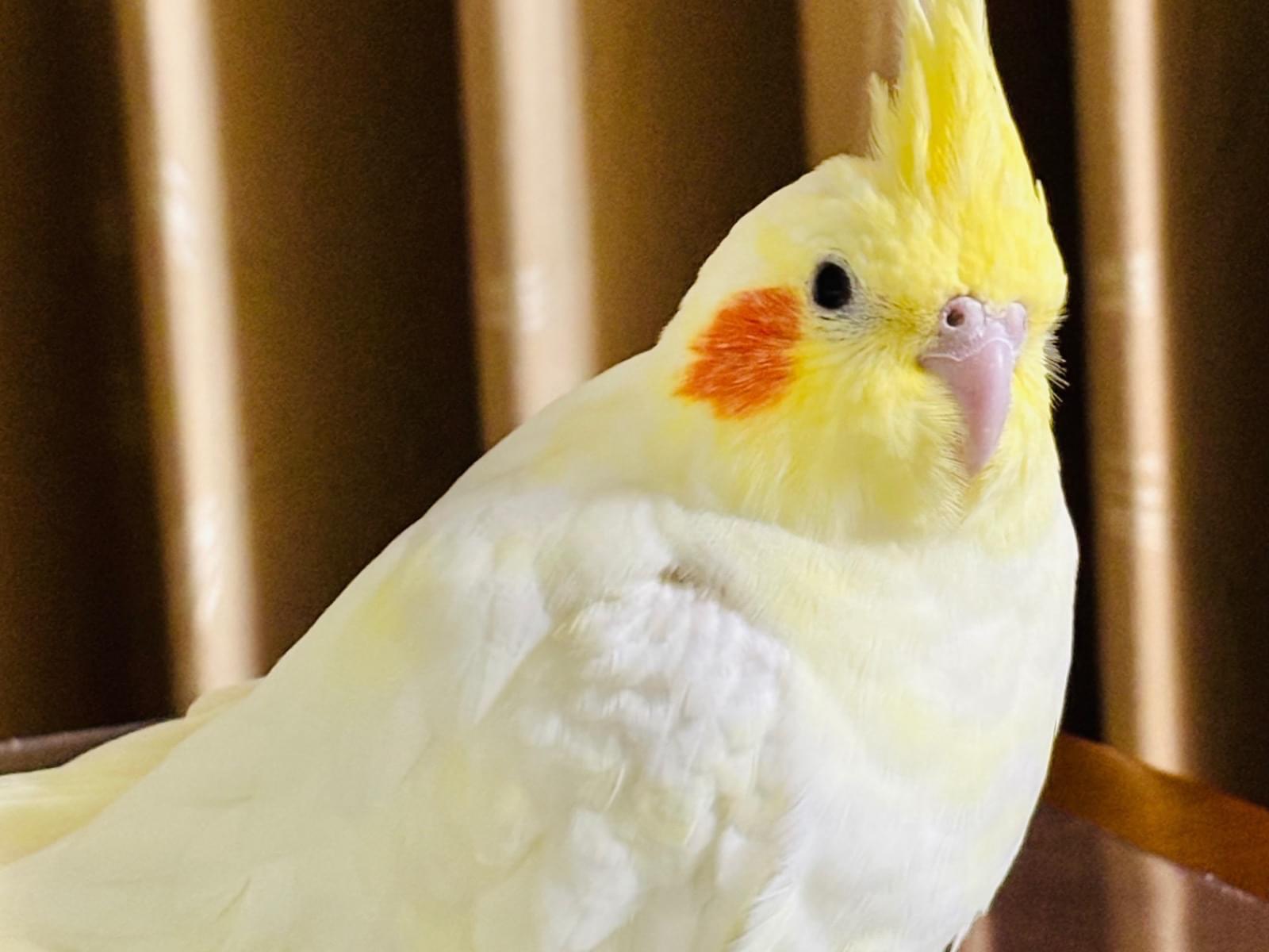 ピノちゃん ピノちゃん
