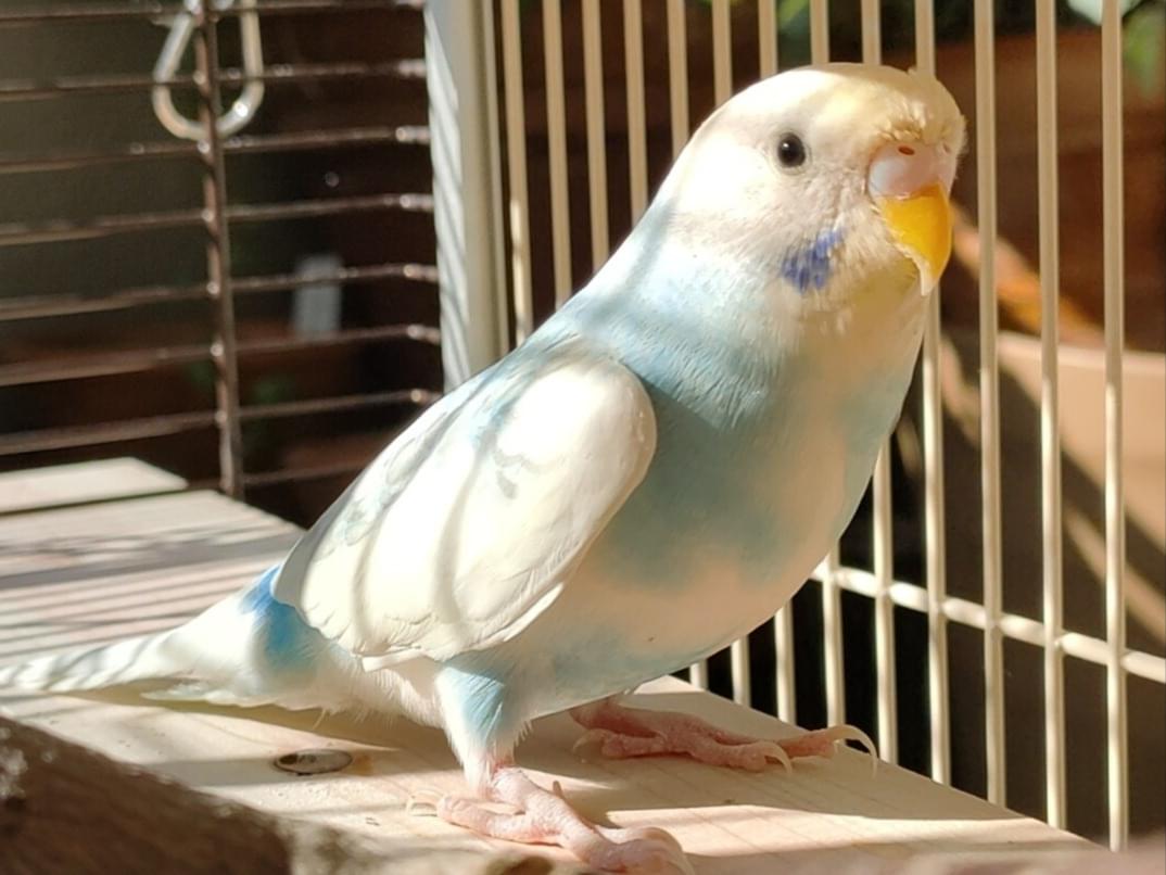 セイちゃん セイちゃん