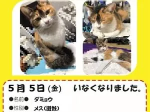 三毛猫を探します