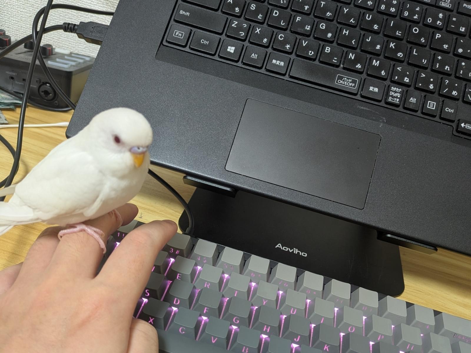 ピノちゃん